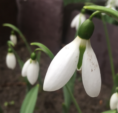 Galanthus 'Abington Green'